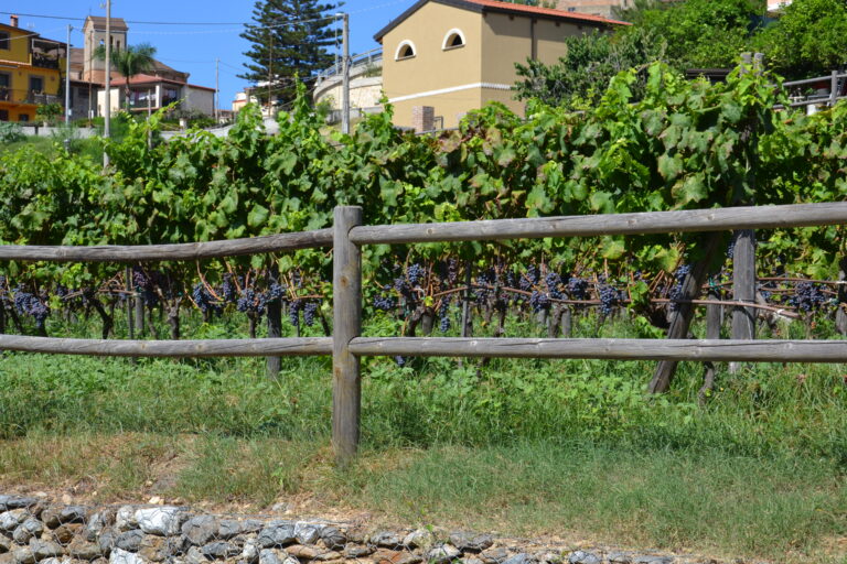 Vigneto Villa San Giovanni - Nerello Mascalese - Borgo di Piale